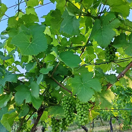 Apartment Vinogradi